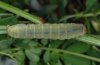 Sideridis albicolon: Larva (e.l. Valais) [S]