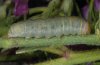 Sideridis albicolon: Raupe (e.l. Wallis) [S]