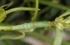Pericyma albidentaria: Halbwüchsige Raupe (Samos, Psili Ammos, Mitte Mai 2017) [S]