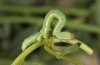 Pericyma albidentaria: Half-grown larva (Greece, Samos Island, Psili Ammos, mid-May 2017) [S]