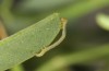 Pericyma albidentaria: Young larva (Greece, Samos Island, Psili Ammos, mid-May 2017) [M]