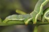 Pericyma albidentaria: Larva (Greece, Samos Island, Psili Ammos, mid-May 2017) [S]
