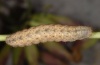 Hadena albimacula: Raupe (Olymp) [S]
