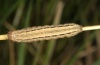 Mythimna albipunctata: Raupe (Oberrhein 2011) [S]