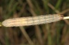 Mythimna albipunctata: Raupe (Oberrhein 2011) [S]