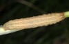 Mythimna albipunctata: Raupe (Oberrhein 2011) [S]