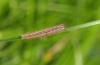 Mythimna albipunctata: Jungraupe (Oberrhein, September 2011) [S]