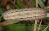 Mythimna albipunctata: Larva (eastern Swabian Alb, Southern Germany) [S]