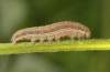 Mythimna albipunctata: Half-grown larva (Schwäbisch Gmünd, October 2011) [S]