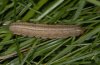 Mythimna albipunctata: Larva [S]