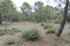 Catephia alchymista: Larval habitat near Teruel in eastern Spain. A larva has been recorded on the bush in the foreground. [N]