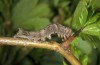 Allophyes alfaroi: Half-grown larva (SW-Spain, Cadiz, Puerto de Galiz, early March 2010) [M]