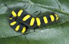 Acronicta alni: Raupe (Kronburg bei Memmingen, September 2015) [M]