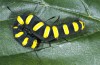 Acronicta alni: Larva (S-Germany, Kronburg near Memmingen, September 2015) [M]