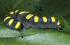 Acronicta alni: Raupe (Kronburg bei Memmingen, September 2015) [M]