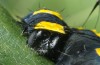Acronicta alni: Raupe (Kronburg bei Memmingen, September 2015) [M]