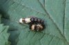 Acronicta alni: Jungraupe (Memmingen) [M]
