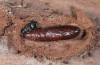Acronicta alni: Puppe (e.l. Kronburg bei Memmingen, September 2015) [S]