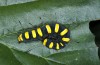 Acronicta alni: Raupe (Kronburg bei Memmingen, September 2015) [M]