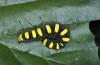 Acronicta alni: Larva (S-Germany, Kronburg near Memmingen, September 2015) [M]