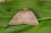 Hoplodrina ambigua: Adult (e.l. S-France, Sisteron, larva in April 2013) [S]