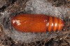 Hoplodrina ambigua: Puppe (e.l. Sisteron 2013) [S]