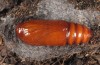 Hoplodrina ambigua: Pupa (e.l. Sisteron 2013) [S]