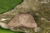 Hoplodrina ambigua: Falter (e.l. S-Frankreich, Sisteron, Raupe im April 2013) [S]