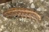 Hoplodrina ambigua: Raupe (Südtirol, Schnalstal, April 2011) [S]