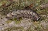 Atethmia ambusta: Larva (Upper Rhine Valley, April 2009) [M]