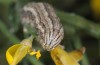 Autophila anaphanes: Raupe (Samos, Neochori, Mai 2014) [M]