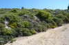 Autophila anaphanes: Larvalhabitat (Samos, Neochori, Mai 2014) [N]
