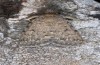 Autophila anaphanes: Falter (e.l. Samos, Raupe im Mai 2014) [S]