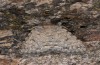 Autophila anaphanes: Falter (e.l. Samos, Raupe im Mai 2014) [S]
