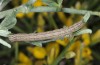 Autophila anaphanes: Raupe (Samos, Neochori, Mai 2014) [M]