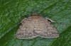 Autophila anaphanes: Falter (e.l. Samos, Raupe im Mai 2014) [S]