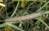 Autophila anaphanes: Raupe (Samos, Neochori, Mai 2014) [M]
