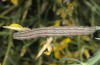 Autophila anaphanes: Raupe (Samos, Neochori, Mai 2014) [M]