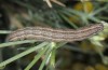 Autophila anaphanes: Raupe (Samos, Neochori, Mai 2014) [M]