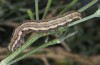 Autophila anaphanes: Raupe (Samos, Neochori, Mai 2014) [M]