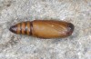 Autophila anaphanes: Puppe (e.l. Samos 2014) [S]