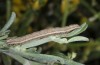 Autophila anaphanes: Raupe (Samos, Neochori, Mai 2014) [M]