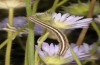 Omphalophana anatolica: Larva (Central Greece, Delphi, early May 2016) [N]