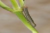 Omphalophana anatolica: Young larva (Greece, Samos Island, mid-May 2017) [S]