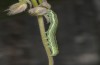 Omphalophana anatolica: Halbwüchsige Raupe (Samos, Mitte Mai 2017) [S]