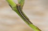 Omphalophana anatolica: Young larva (Greece, Samos Island, mid-May 2017) [S]