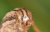 Mythimna anderreggii: Larva (e.o. rearing, Switzerland, Valais, Täschalpe, adult at light in early July 2019) [S]