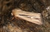 Mythimna anderreggii: Falter (e.l. Silvretta, 2000m, Raupe im September 2019) [S]