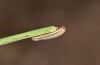 Mythimna anderreggii: Young larva (e.o. rearing, Switzerland, Valais, Täschalpe, adult at light in early July 2019) [S]