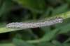 Zekelita antiqualis: Larva (e.o. rearing Samos 2014) [S]